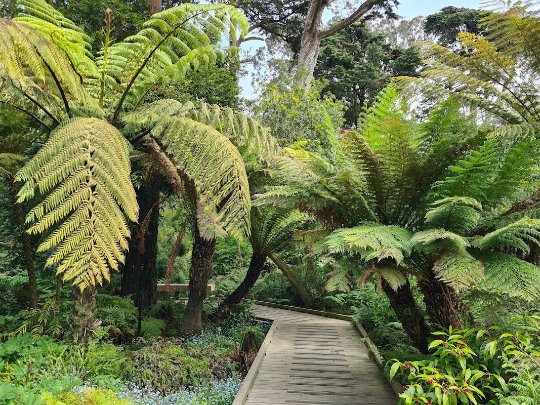 Ancient Plants Walk